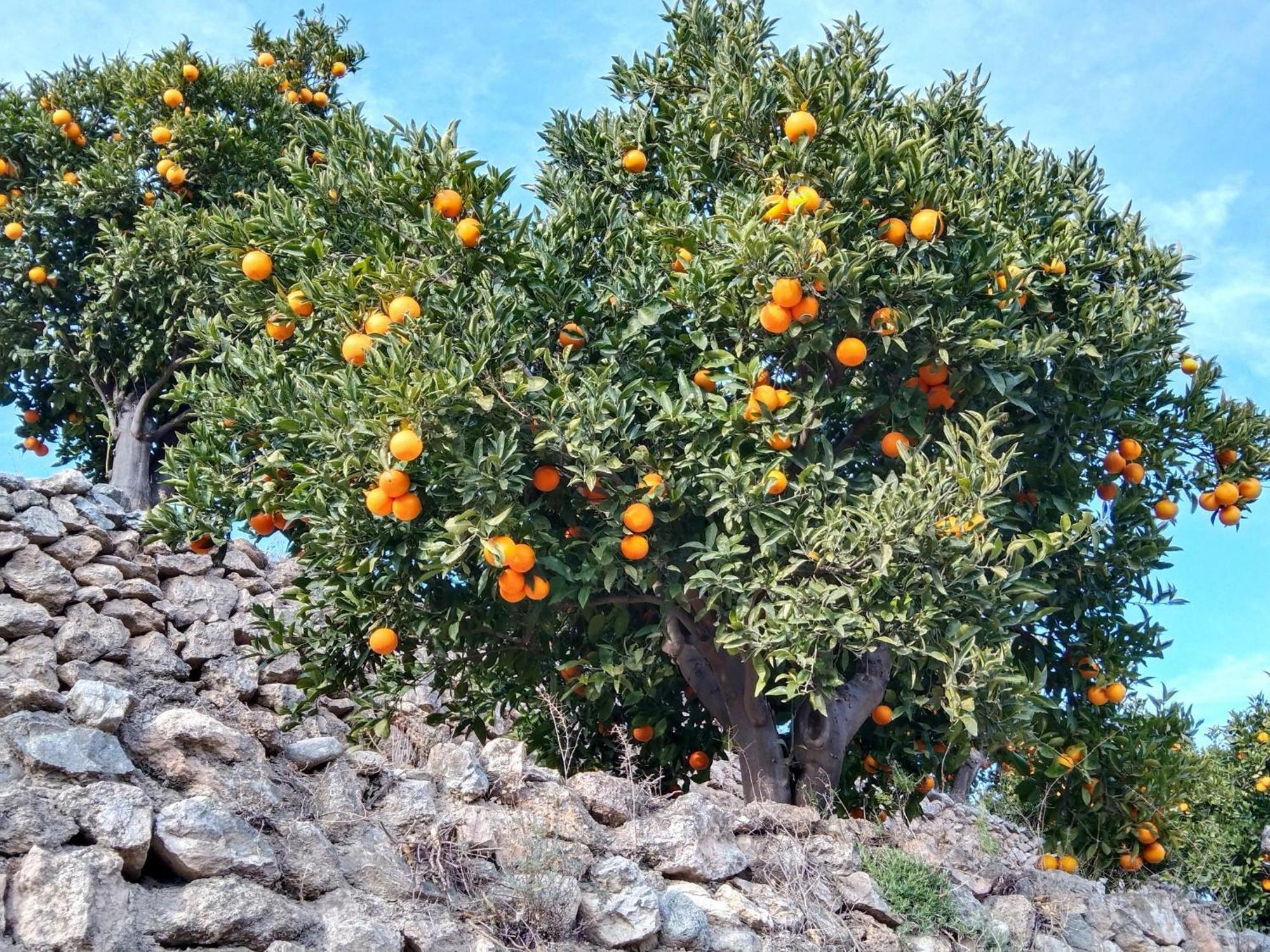B&B La Granadilla Conchar Exterior photo